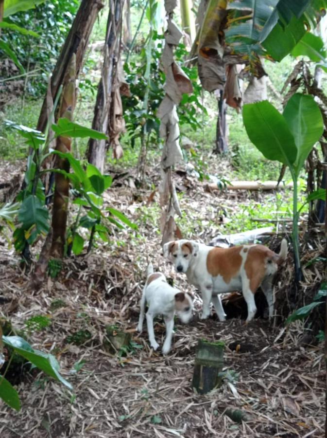 Alojamiento Rural Jardin Consentido Екстер'єр фото
